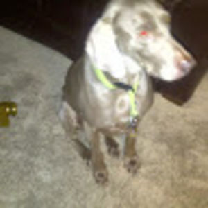 Meet your Posher, Steven